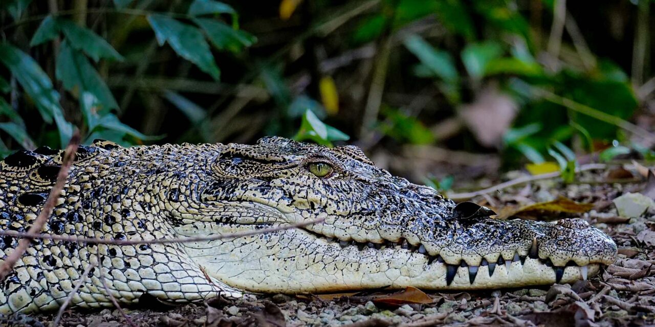 WHEN YOU ENCOUNTER A CROCODILE DURING YOUR RUN – What To Do, What Not To Do — and How Not to Become the Main Course