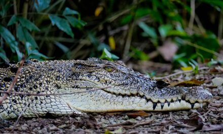 WHEN YOU ENCOUNTER A CROCODILE DURING YOUR RUN – What To Do, What Not To Do — and How Not to Become the Main Course