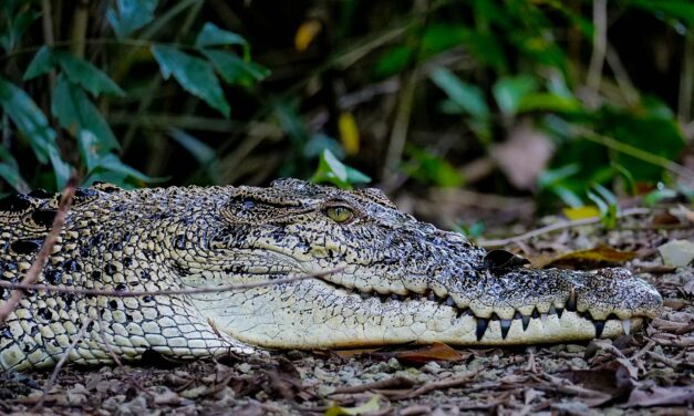 WHEN YOU ENCOUNTER A CROCODILE DURING YOUR RUN – What To Do, What Not To Do — and How Not to Become the Main Course